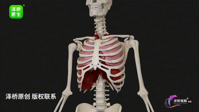 泽桥原创 版权联系