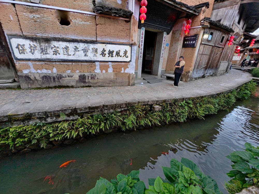 7月29日，浦源村鲤鱼溪内惬意生长的鲤鱼与居民和谐共处。