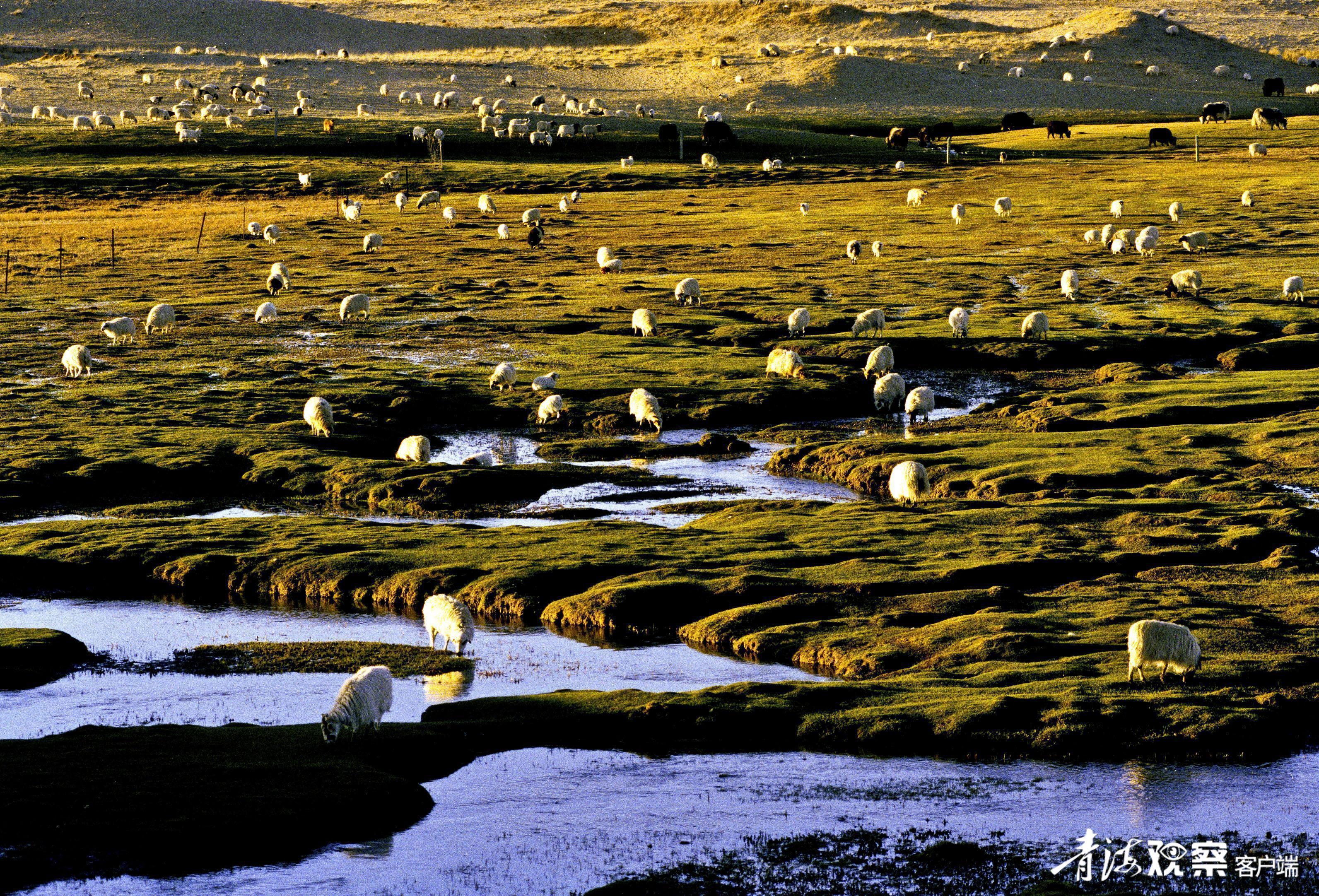 青海湖畔金色牧场。通讯员 李勇摄