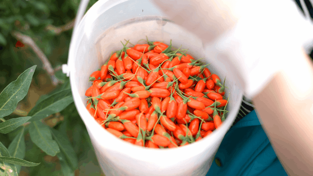 「宁夏」，你可太宝藏了