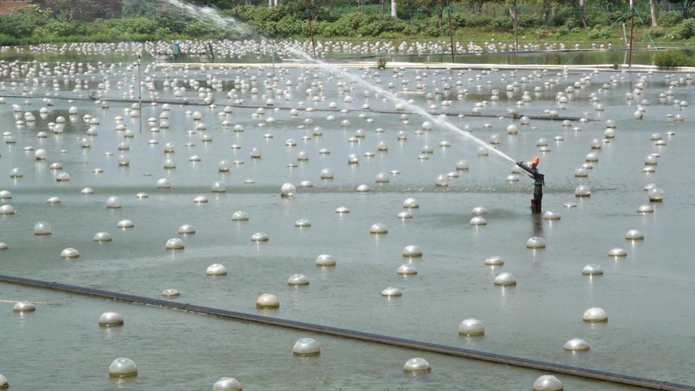 图为诸暨市山下湖镇珍珠智能化养殖基地内的悬浮式自动升降挂养装置。新华社记者 刘铭翔 摄