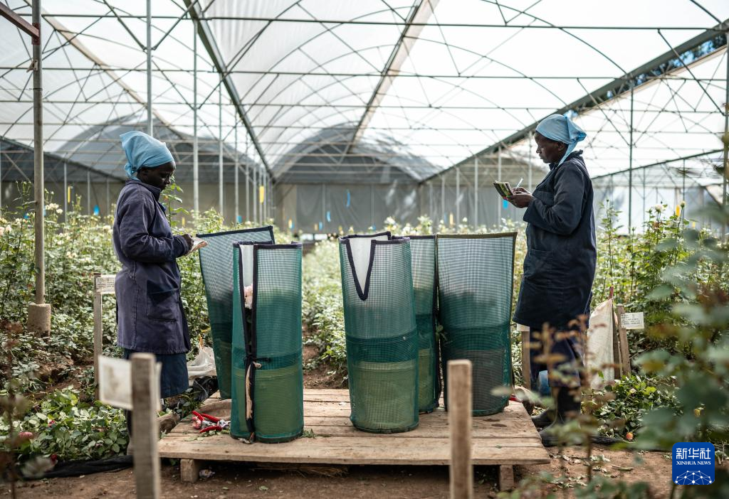 2024年5月18日，在肯尼亚纳纽基，坦布济鲜花公司的员工在鲜花大棚内整理鲜花。新华社记者 王冠森 摄