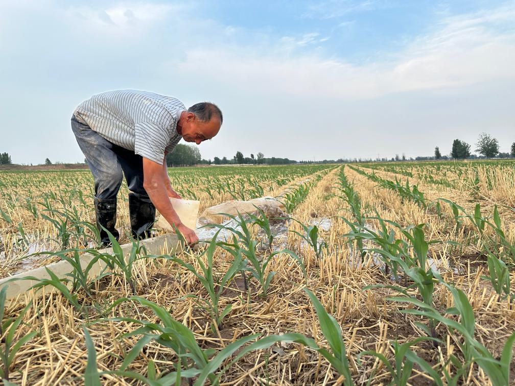 6月18日，在山东省菏泽市巨野县麒麟镇一处农田，农民江福华在灌溉玉米。新华社记者 王阳 摄