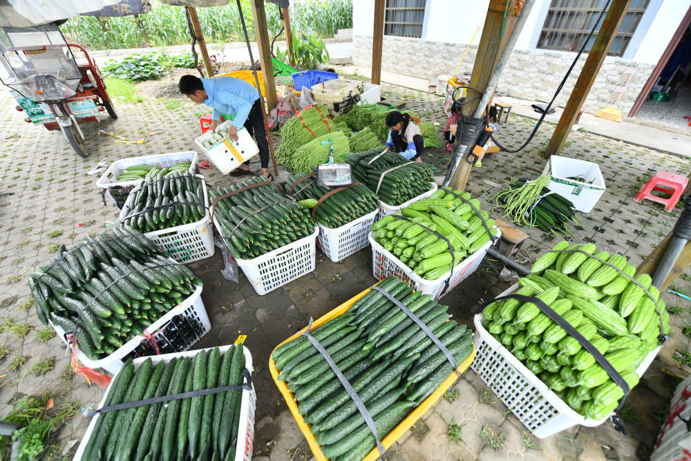 村民在打包蔬菜，准备供应市场（5月25日摄）。