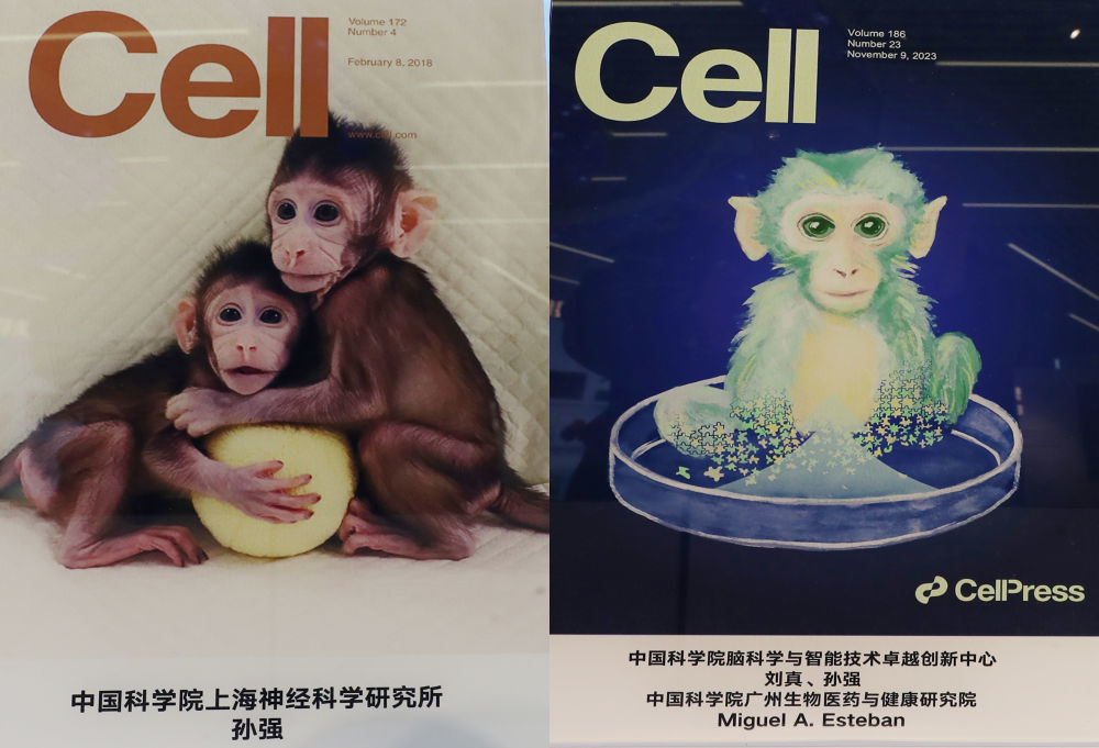 拼版照片是2023年11月29日在上海科技创新成果展上拍摄的杂志封面，左为《细胞》封面的克隆猴“中中”和“华华”，右为《细胞》封面的一只来自中国的“嵌合猴”。新华社记者 方喆 摄