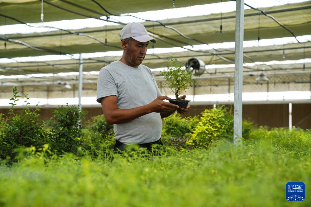 7月28日，在乌兹别克斯坦锡尔河州的上合组织农业基地中乌现代农业科技示范园，工作人员检查盆栽植物。新华社发（扎法尔 摄）
