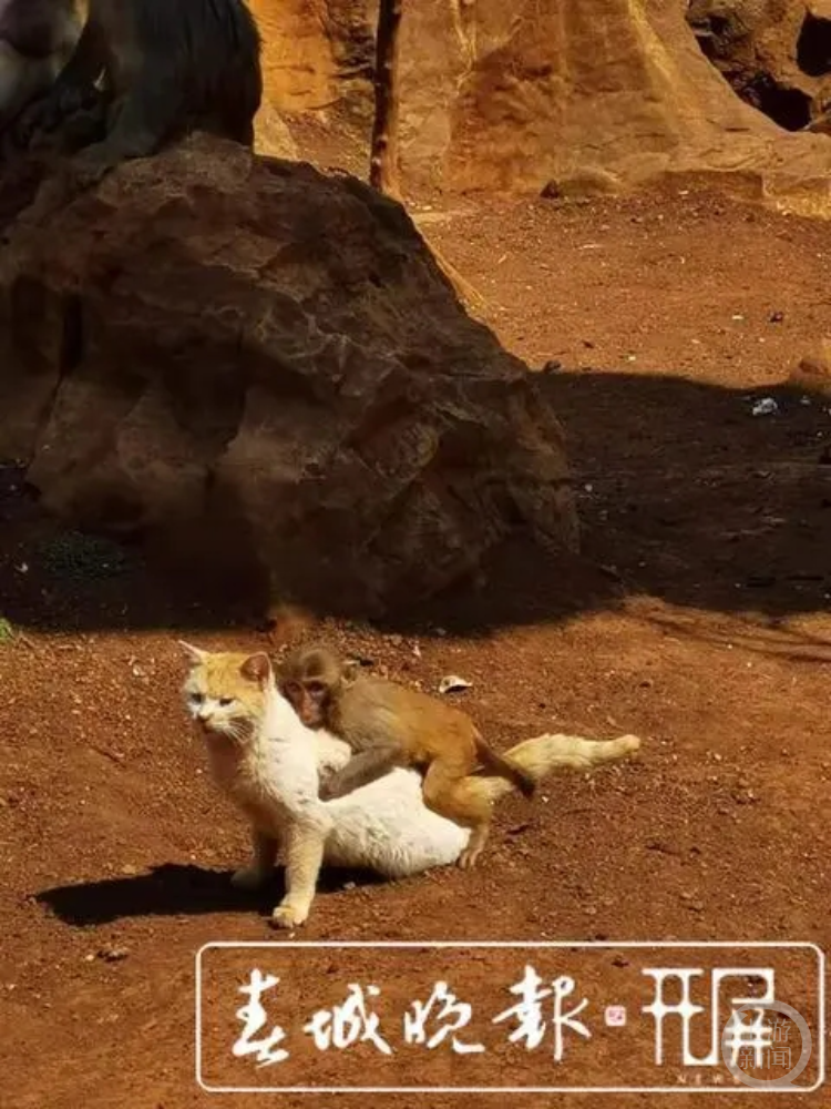 昆明动物园“猴猫共处”事件6大疑问：猴子曾杀猫？猫数量大减？_凤凰网