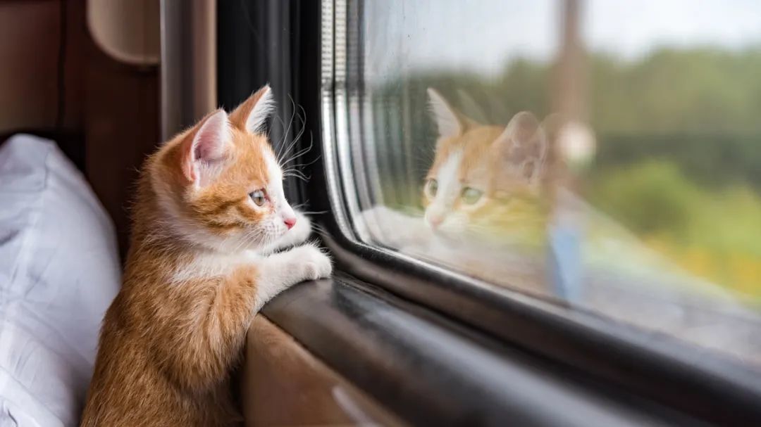办理航空托运的宠物猫。图/IC