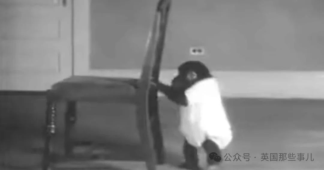 正在挪动椅子的Gua,图片来自Youtube