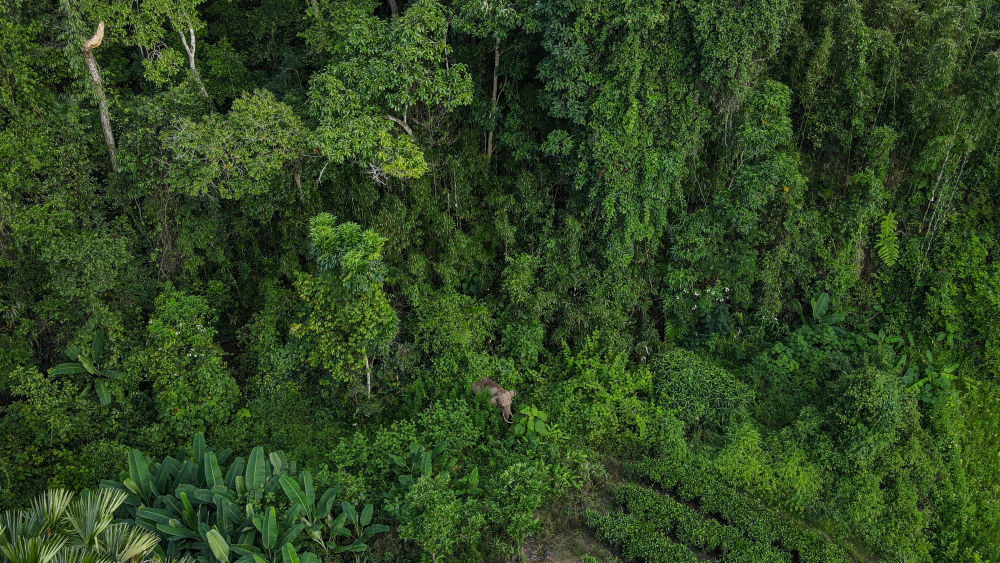 在云南西双版纳国家级自然保护区勐养片区边缘活动的亚洲象阿宝（7月26日无人机照片）。（许团明 摄）