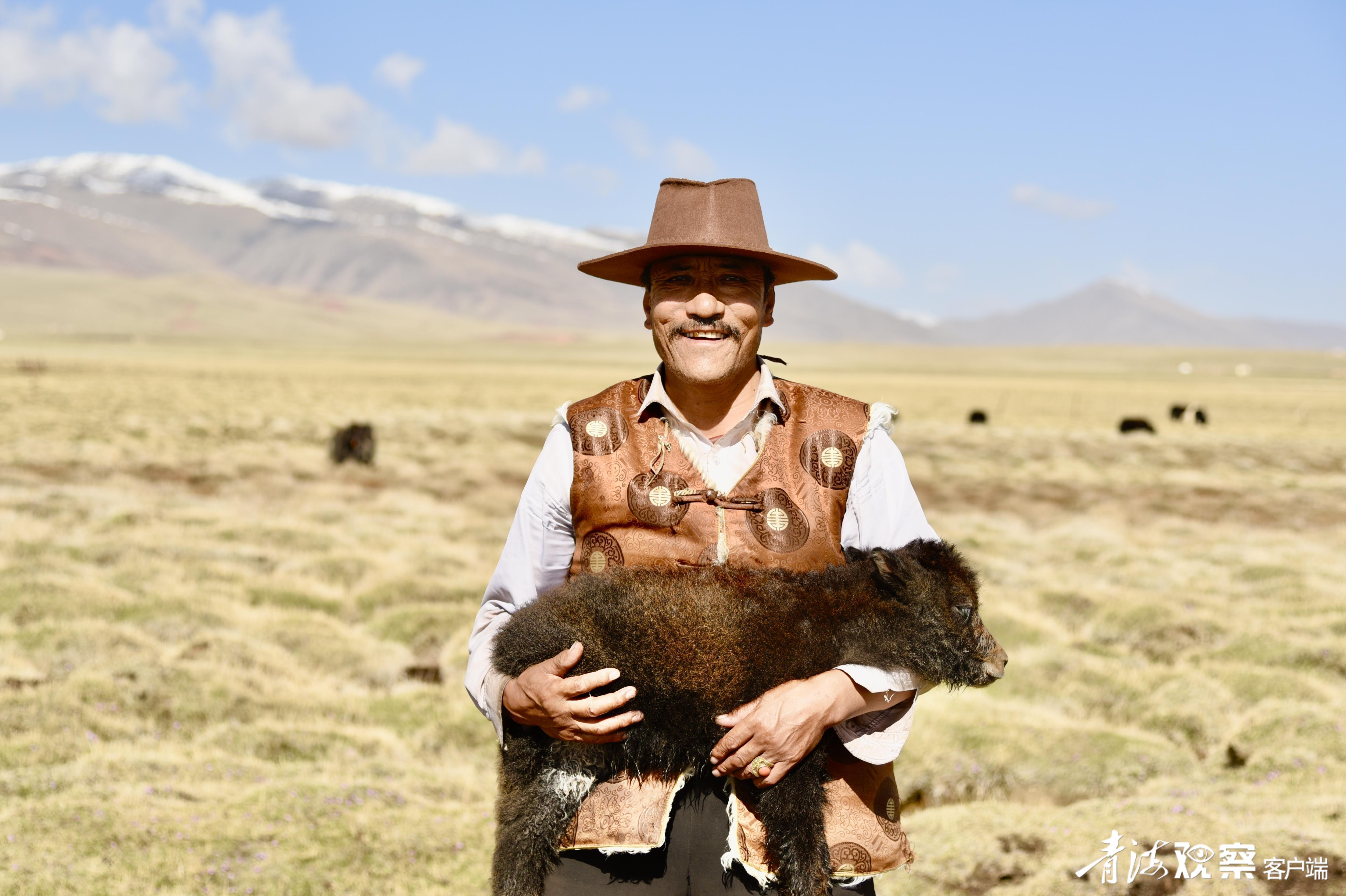 做好“牛文章”，牧民的生活变了样。青海日报融媒体记者 李娜 魏雅琪 摄