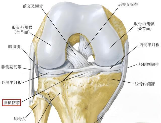 （膝关节的韧带）