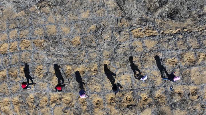 治沙工人在位于毛乌素沙地边缘的宁夏灵武白芨滩国家级自然保护区栽植柠条（2024年3月19日摄，无人机照片）。新华社记者 王鹏 摄