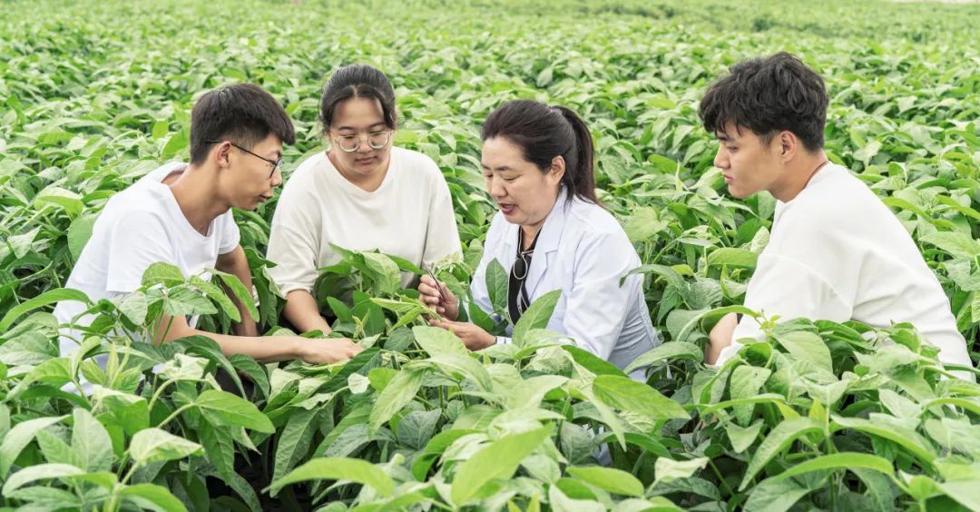 黑龙江农业工程职业学院师生在进行大豆育种。