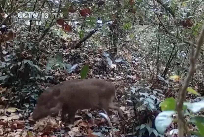 红外相机拍到的野猪