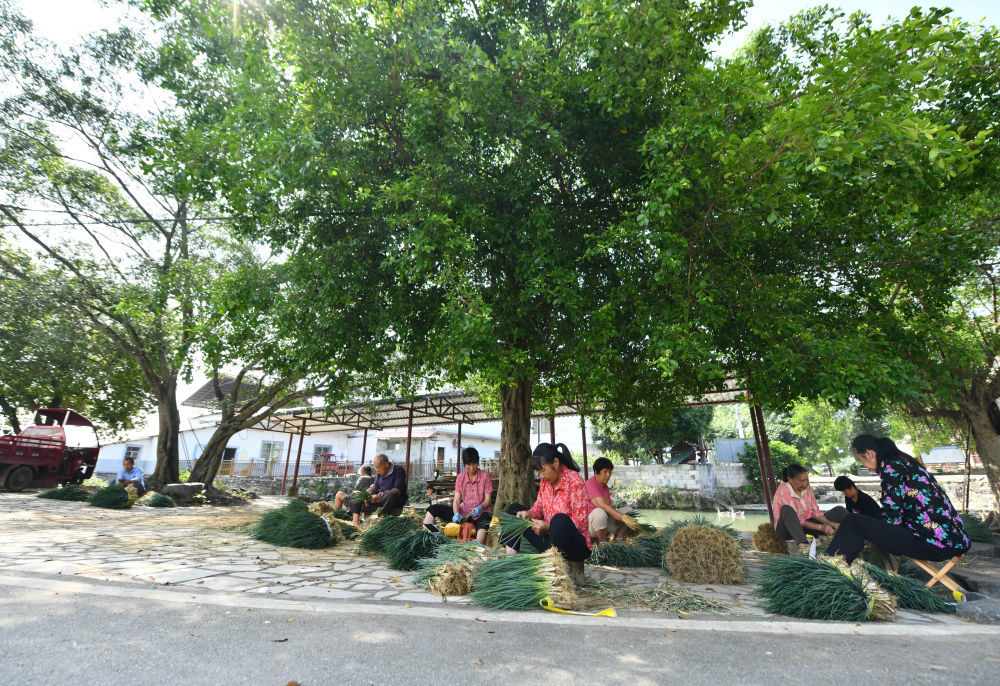 村民们在挑选香葱（5月23日摄）。