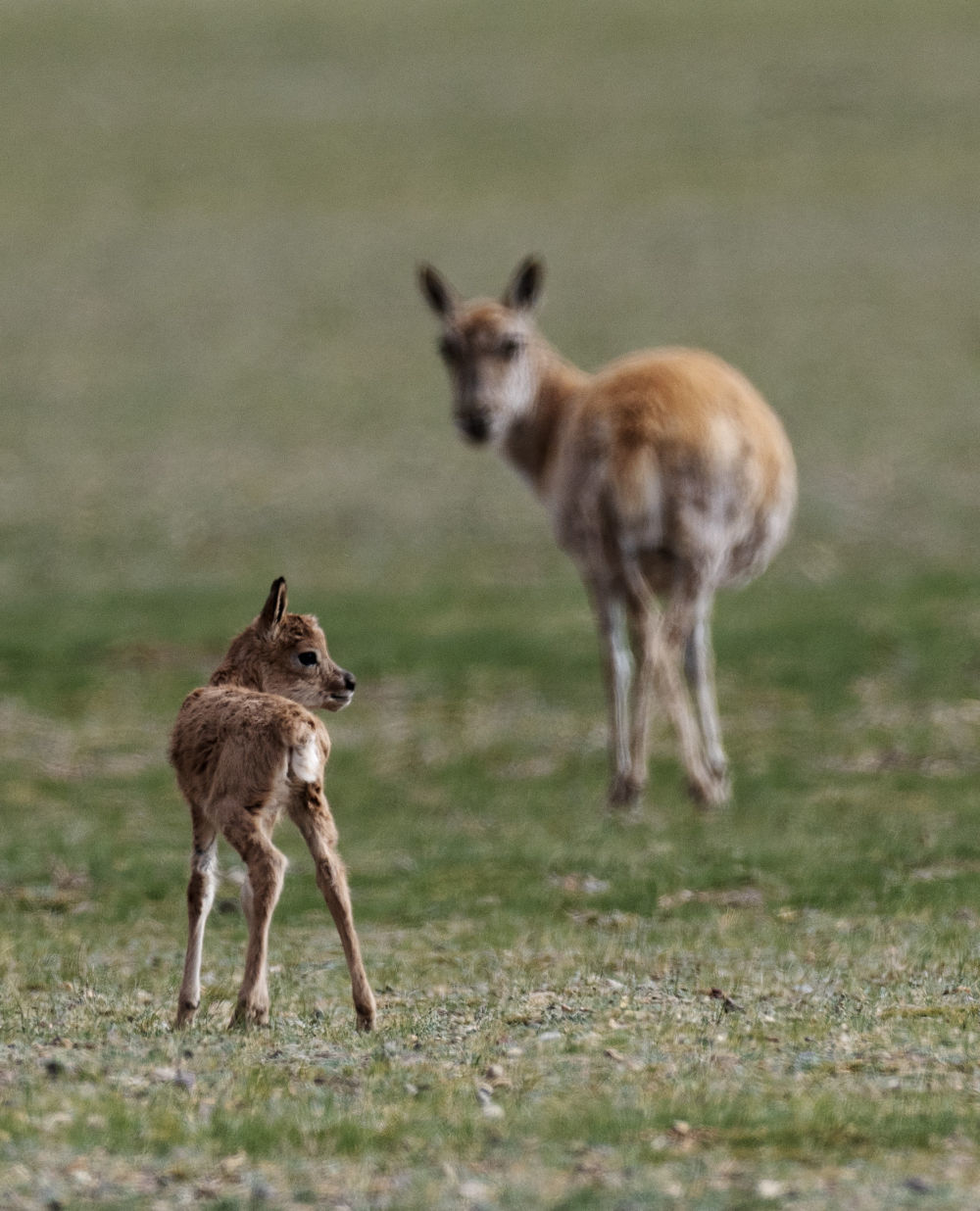 6月17日，在鲁确塘草原，一只刚出生不久的小藏羚羊跟着母藏羚羊在草原上漫步。新华社记者 费茂华 摄