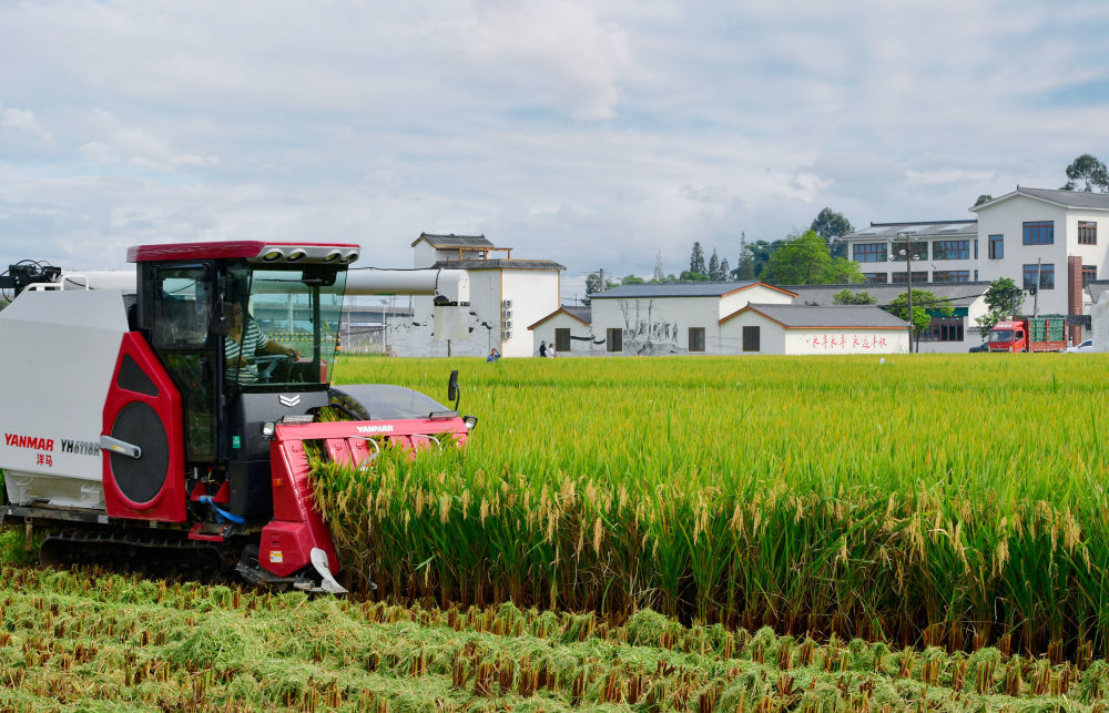 2023年8月28日，收割机在永丰村高标准农田内收割水稻。