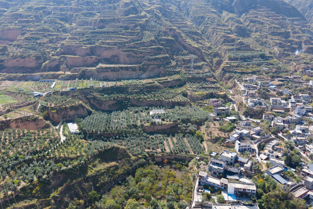 这是10月28日在甘肃省陇南市武都区拍摄的一处油橄榄园。截至2023年，陇南市种植油橄榄104.85万亩，是我国面积最大的油橄榄主产区，年产鲜果5.4万吨，综合产值约40亿元，惠及7个县区40多万人（无人机照片）。