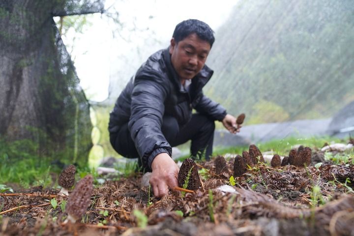 在西藏波密县扎木镇巴琼村，村民嘎松罗布在进行羊肚菌母种培养试验（2018年5月5日摄）。新华社记者 晋美多吉 摄