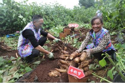 ▲丰收节期间，拼多多投入10亿补贴资金、20亿流量资源扶持新质商家。杨宛|摄