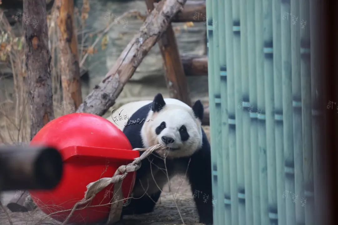 北京動物園，大熊貓“點點”復出！