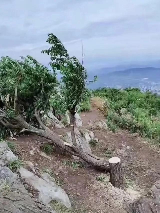 襄阳迎客松1.jpg