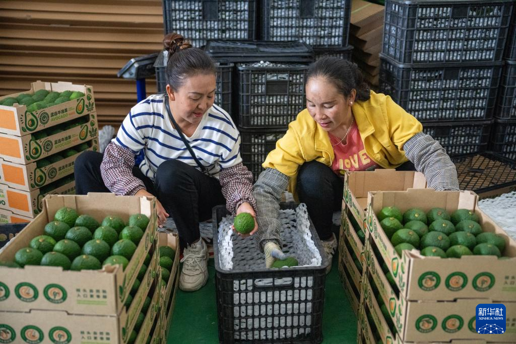 工人在中国孟连牛油果集配中心内包装分选后的牛油果（10月29日摄）。新华社记者 陈欣波 摄