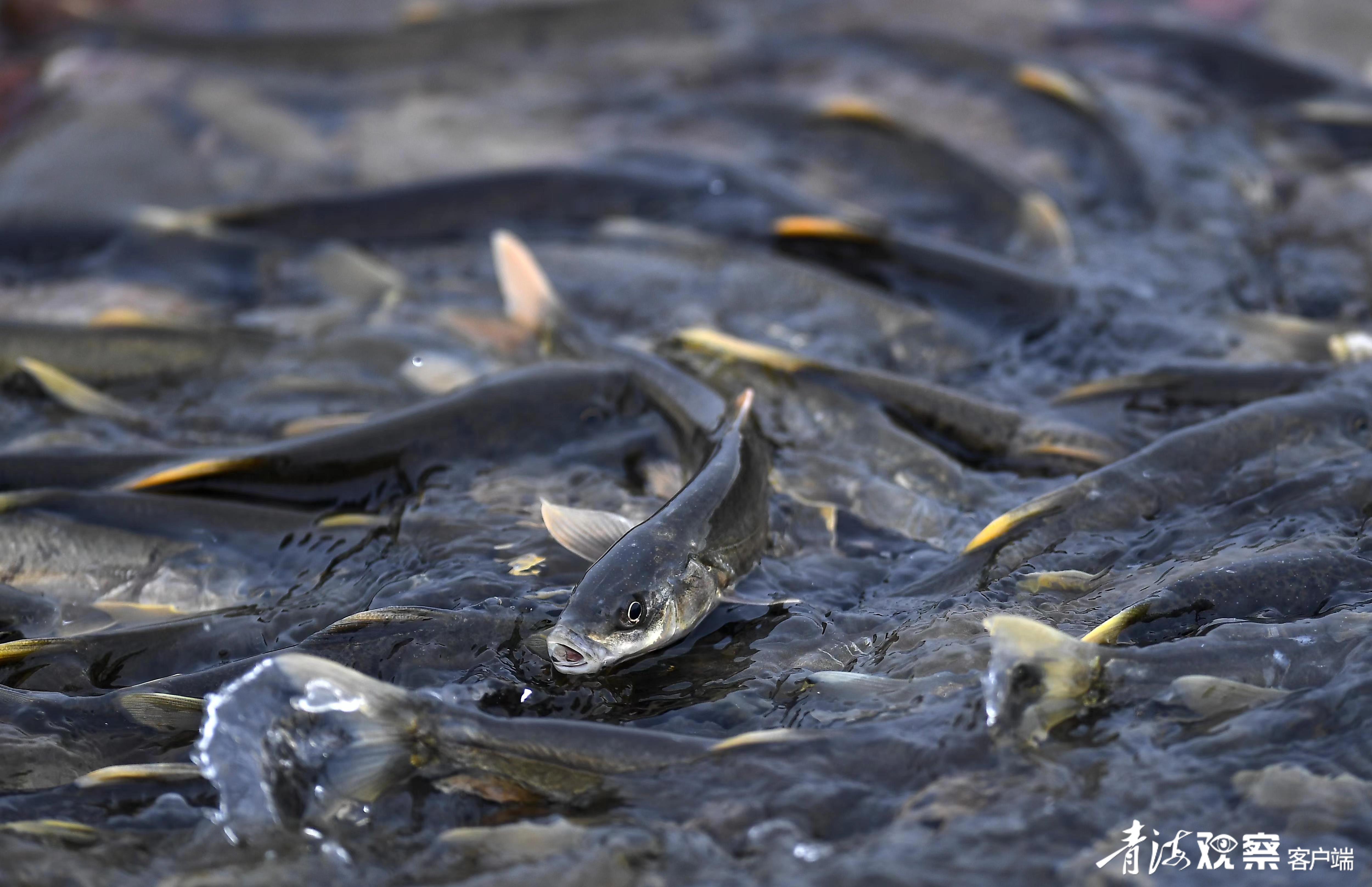 成群结队的湟鱼。刚察县融媒体中心供图