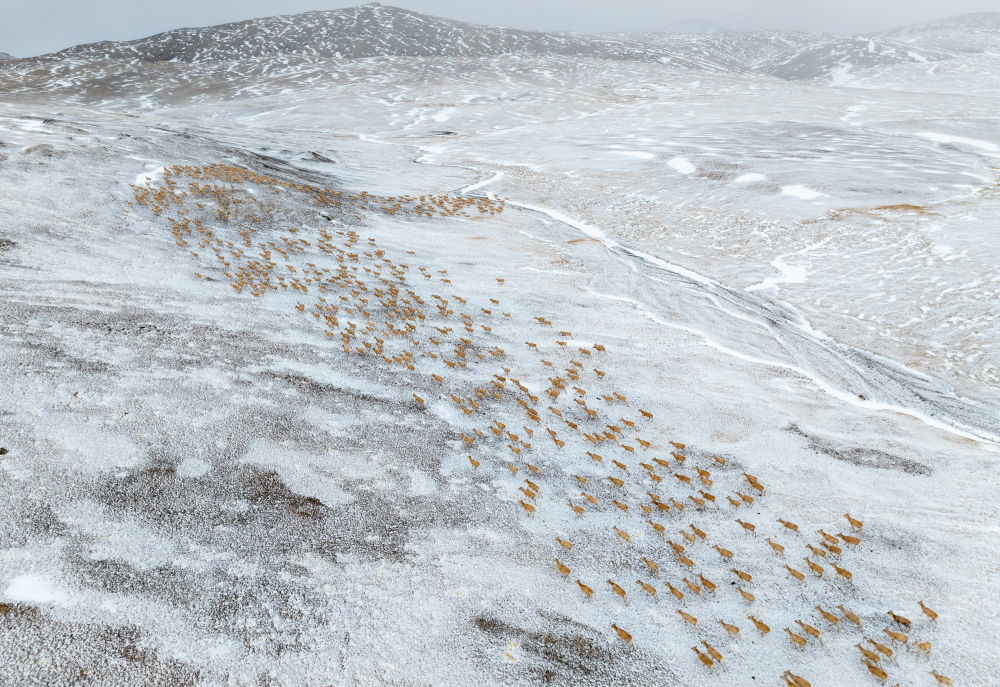 藏羚羊在向产羔地迁徙（无人机照片，5月10日摄）。新华社记者 姜帆 摄