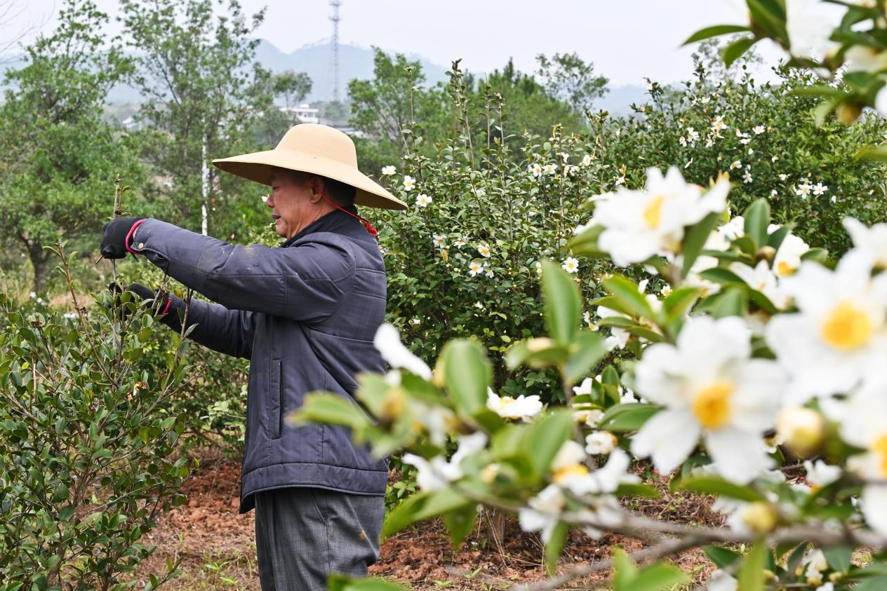 油茶成为粤东西北山区农民的重要林业经济作物，图为种植户在修剪油茶树（央广网记者 官文清 摄）