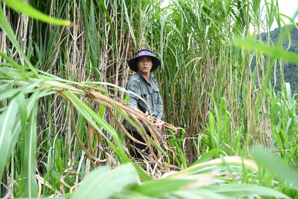 ↑工人在福建省永泰县清凉镇北斗村的“珍农菌草富泉羊循环产业示范基地”收割菌草。