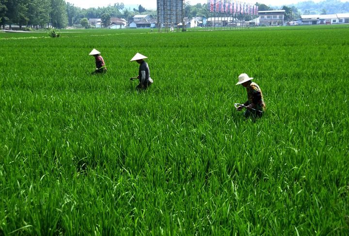 2024年6月13日，在四川省绵阳市安州区塔水镇双埝村的水稻制种现代农业园区内，几名农民在水稻田里除草。新华社记者 高健钧 摄