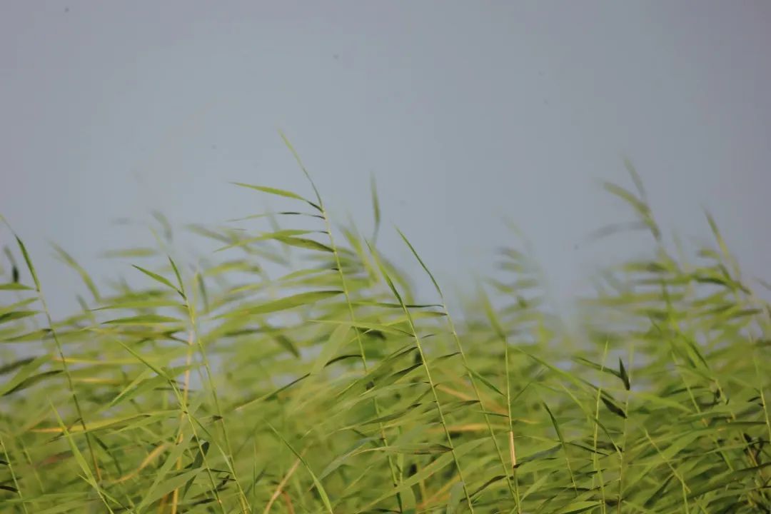 （图片摄于雄安新区白洋淀）