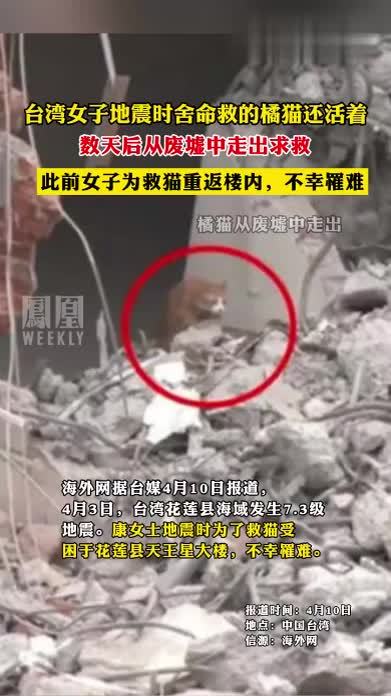 台湾女子地震时舍命救的橘猫还活着，数天后从废墟中走出求救#橘猫