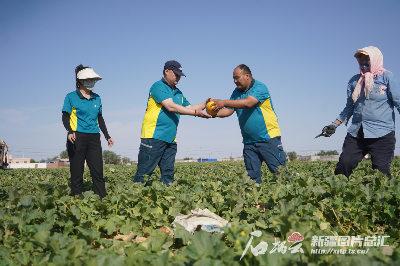 哈密市邮政分公司工作人员帮助瓜农采收哈密瓜。冯思佳摄