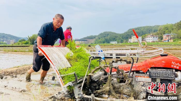 永定种植大户陈安娣雇用插秧机插秧现场。永定区融媒体中心供图