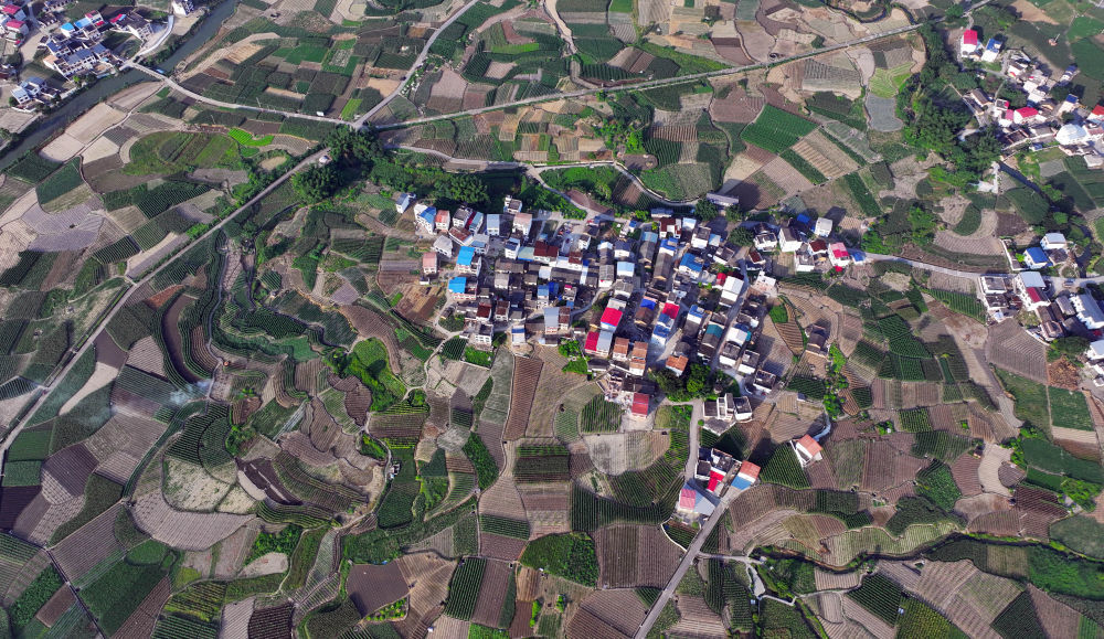 这是位于觉山村的柳州市柳江区万亩香葱产业示范基地（5月24日摄）。