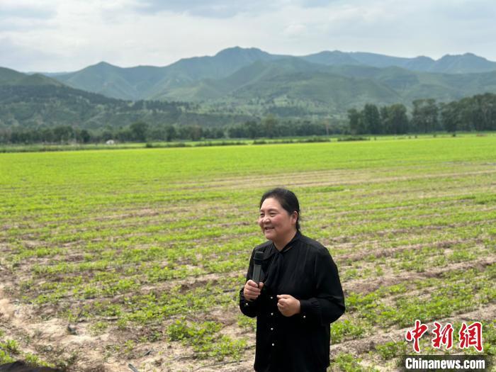 站在种满牛膝的田边，赵会杰接受媒体记者采访。中新网记者 杨程晨 摄