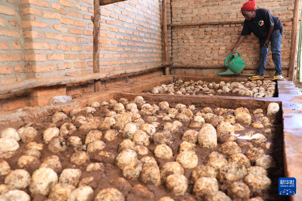 2024年4月5日，在卢旺达首都基加利的卡布耶地区，一名工人在工坊给栽种的菌袋浇水。新华社记者 董江辉 摄