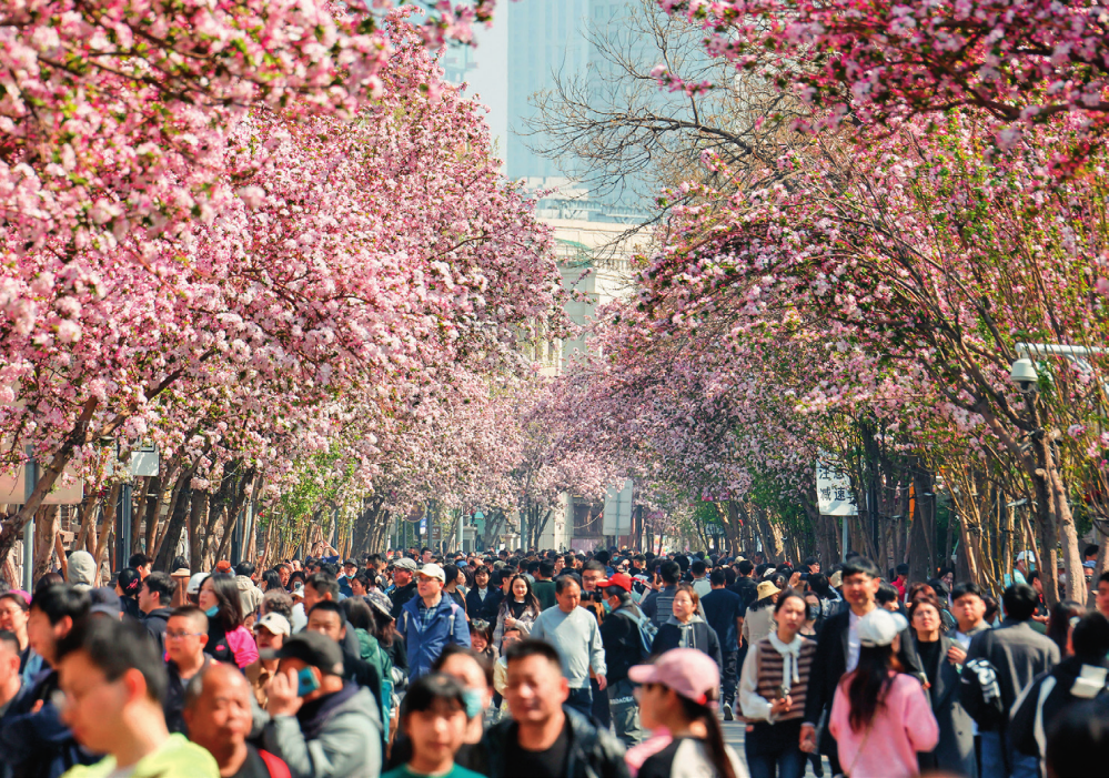 人们在天津市大理道欣赏盛开的海棠花（2024 年 4 月 6 日摄） 杜鹏辉摄 / 本刊