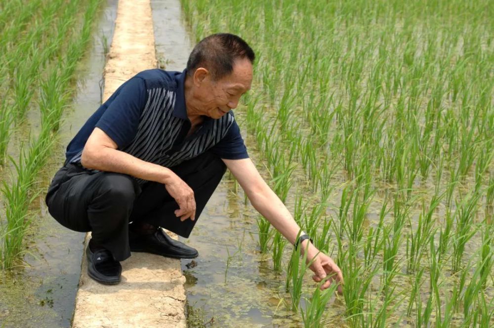 袁隆平在观察水稻长势（资料照片）。新华社记者 赵众志 摄