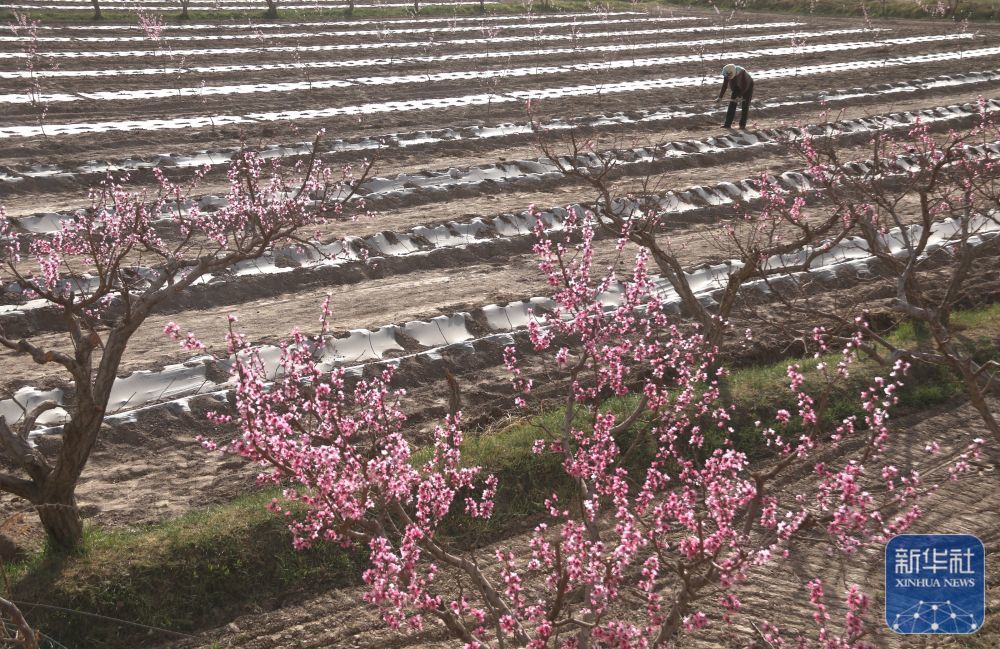 4月14日,甘肃省敦煌市七里镇杜家墩村农民在田间劳作.