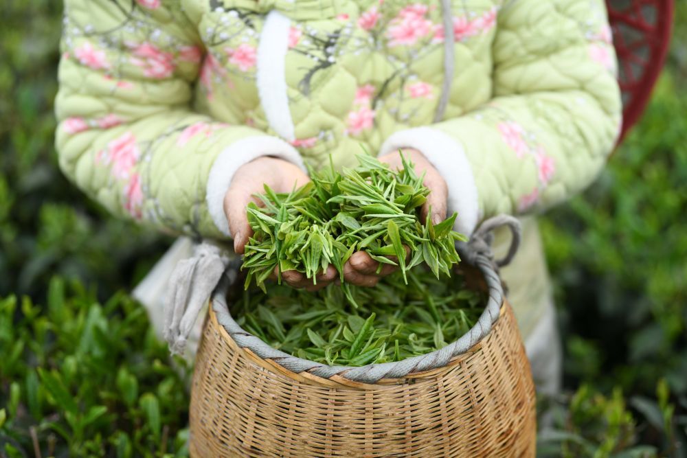 村民在贵州省遵义市余庆县松烟镇二龙村茶场展示刚采摘的春茶。 新华社发（王超 摄）