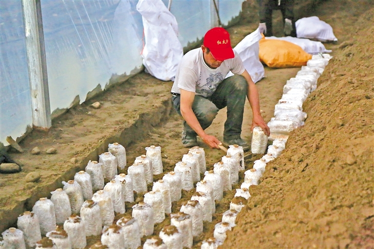 米林市米林镇红太阳家庭示范农场的工人在埋植林芝灵芝的三级菌包。本网记者 谢筱纯 摄