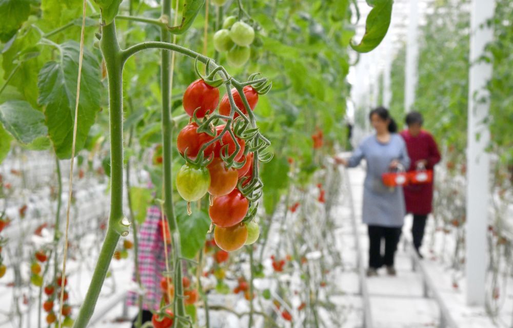 山东省济宁市兖州区，智能温室大棚里西红柿进入成熟期（2024年3月13日摄）。新华社记者 徐速绘 摄