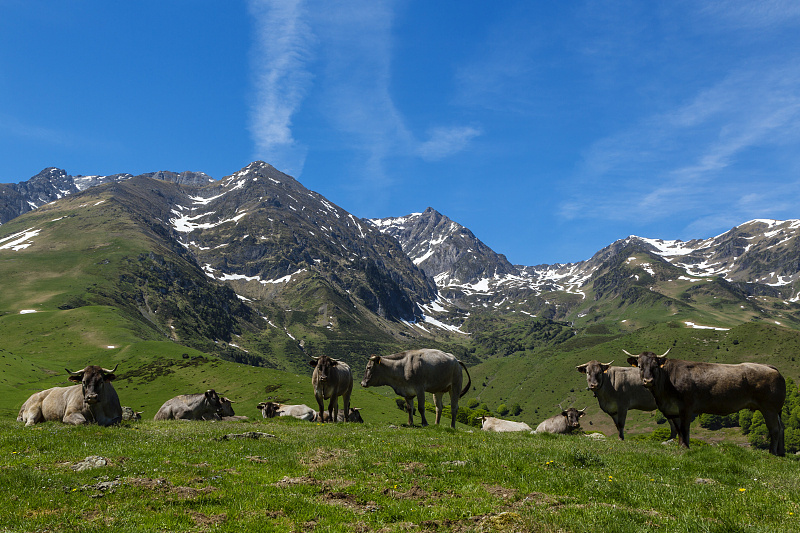△比利牛斯国家公园的一处山坳，有牛。