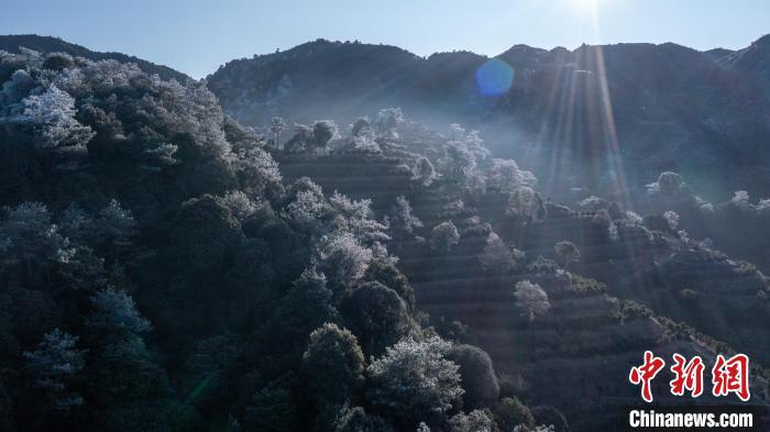 1月24日,受强冷空气影响,广东省潮州市凤凰山出现雾凇、冰挂景观。林哲 摄