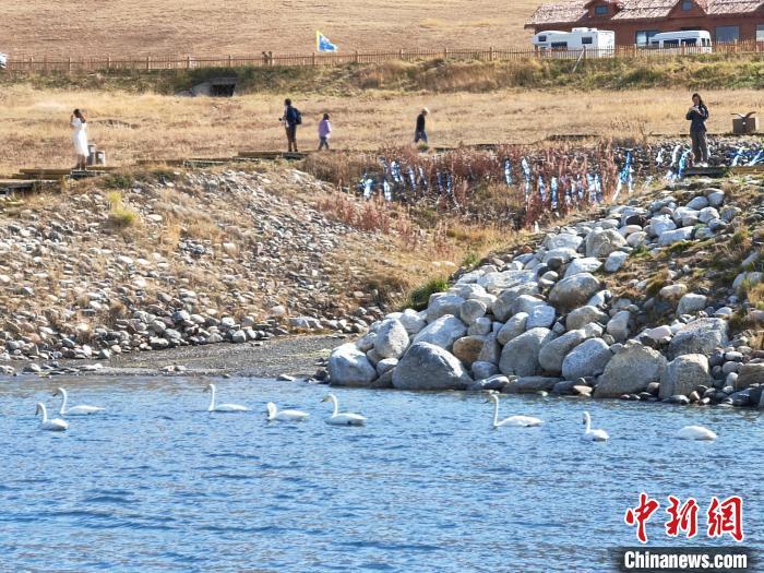 9月21日，新疆赛里木湖湖面波光粼粼，天鹅悠然游弋，秋日风光吸引来自全国各地的游客驻足欣赏、拍照打卡。赛里木湖被誉为“大西洋的最后一滴眼泪”，以其清澈的湖水和四周壮丽的雪山草原而闻名遐迩。中新社记者 王小军 摄