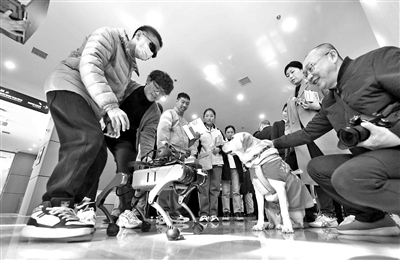 曾在杭州第4届亚残运会上亮相的电子导盲犬“小西”在展会上与导盲犬亲密接触